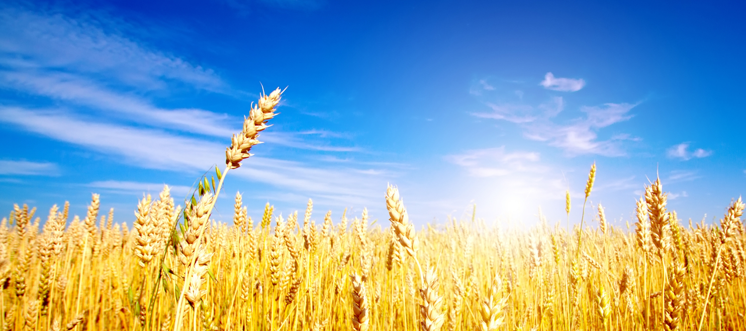 Поле пшеницы и голубое небо